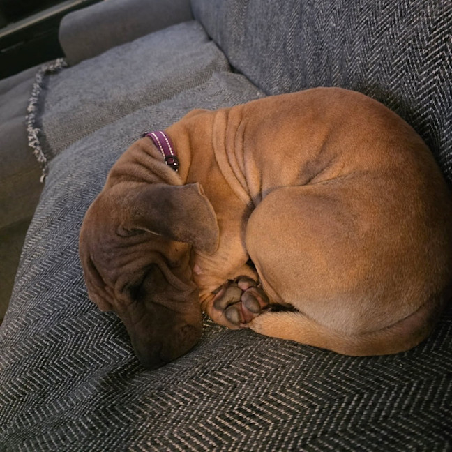 Photo of Jojo