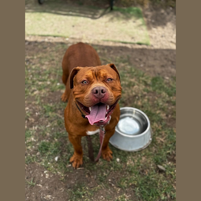 Photo of Kofu (68442)