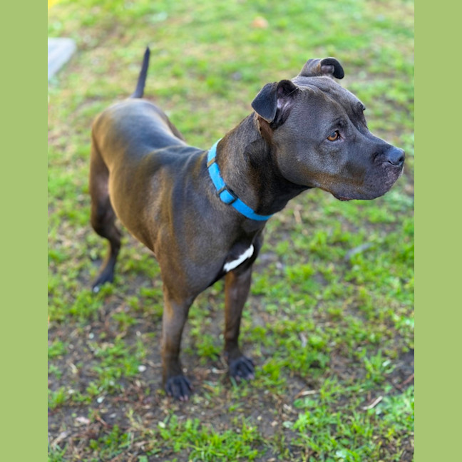Photo of Bindi 