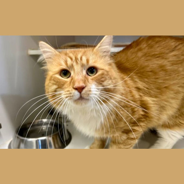 Photo of Garfield