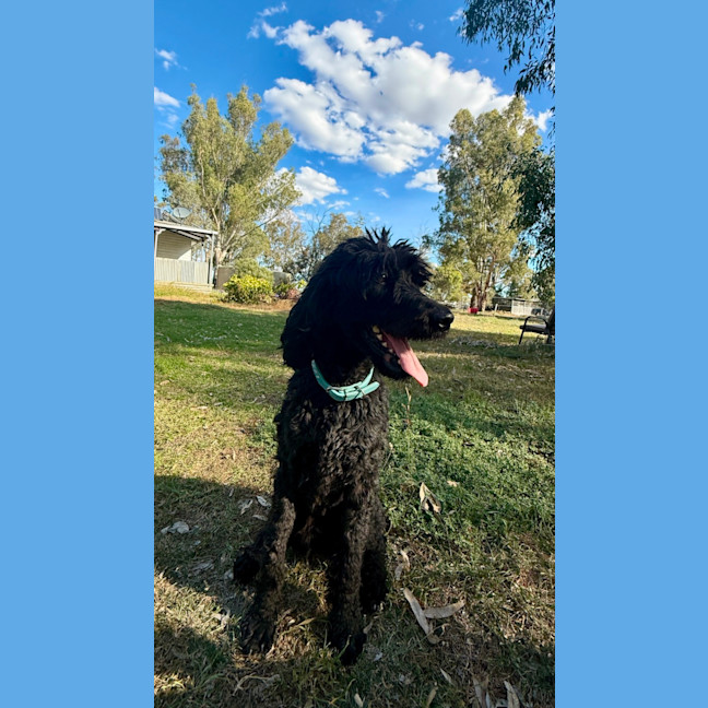 Photo of Koby 
