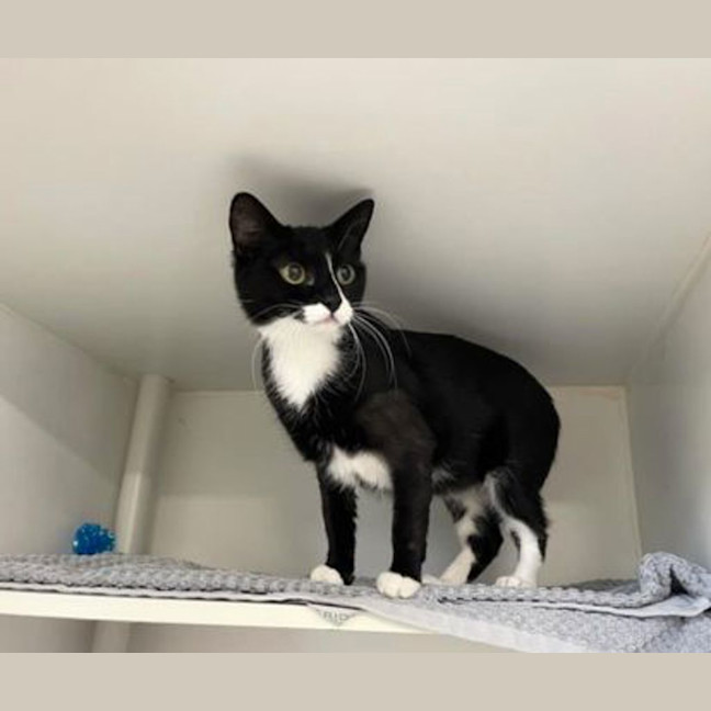 Photo of Oreo