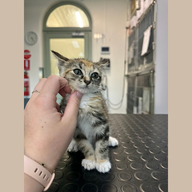 Photo of Sweet Pea