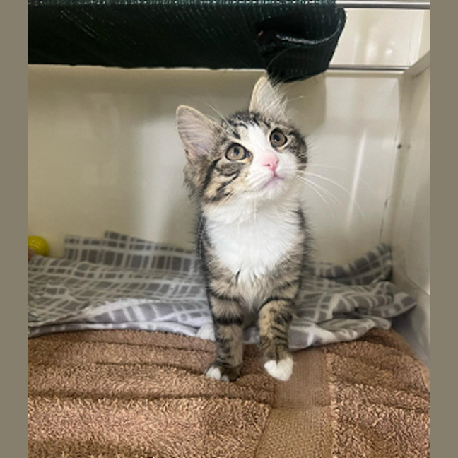 Photo of Sarabi