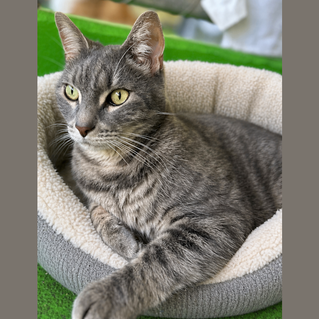 Photo of Cosmo