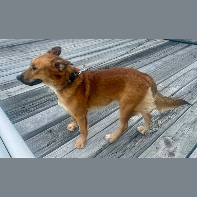 Photo of Krypto