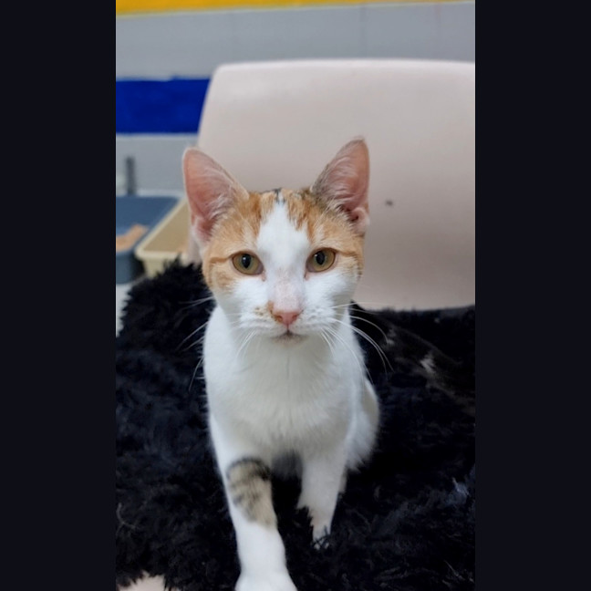 Photo of Buttons