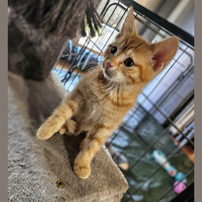 Photo of Monty Meet Me@Petstock Keysborough Storw