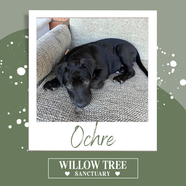 Photo of Ochre