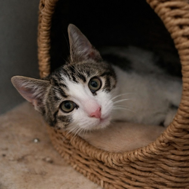 Photo of 🐾 Phoenix 🐾