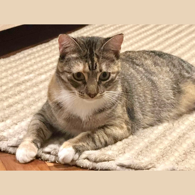 Photo of Tilly