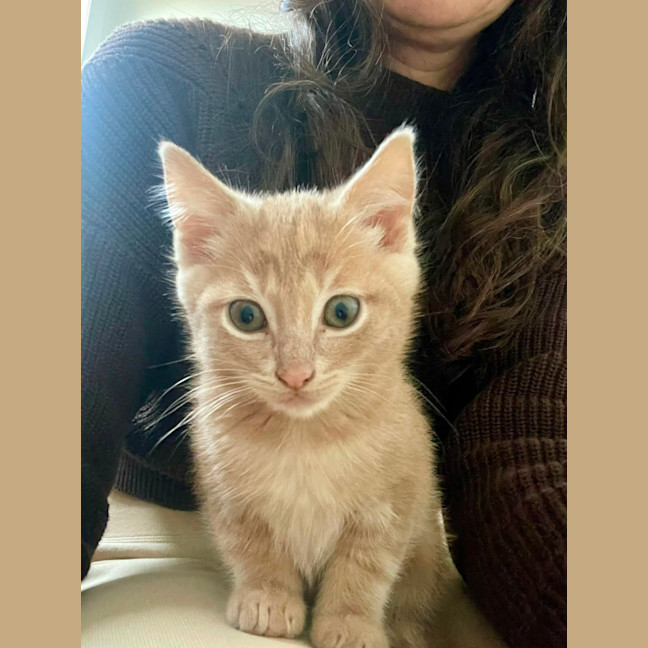 Photo of Hiccup