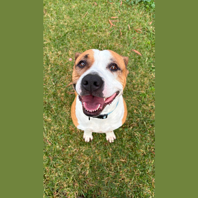 Photo of Poppy