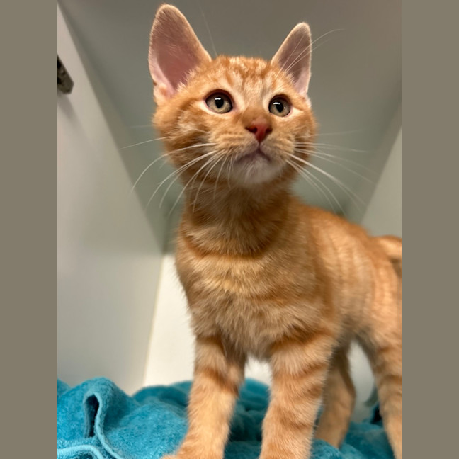 Photo of Otis