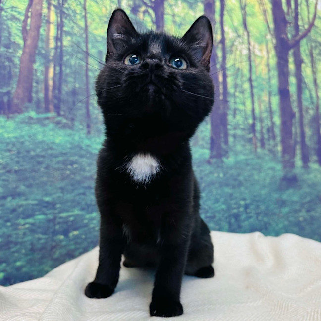 Photo of Skye   Located In Preston