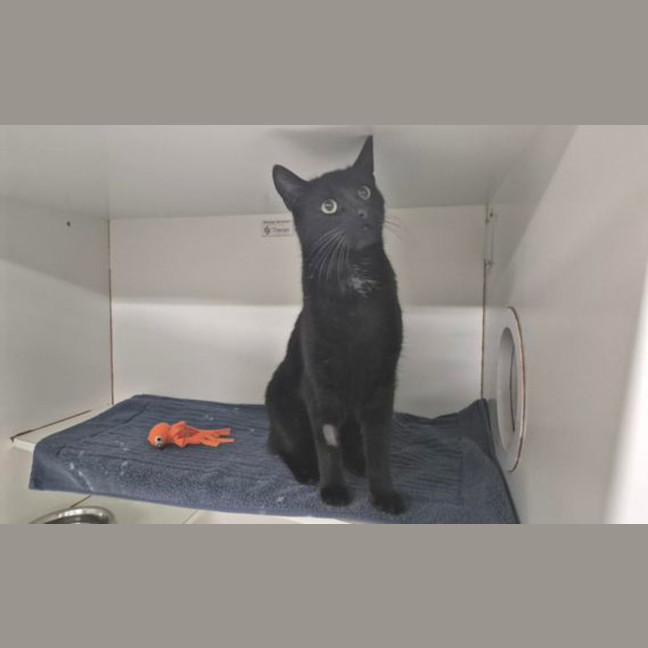 Photo of Liquorice