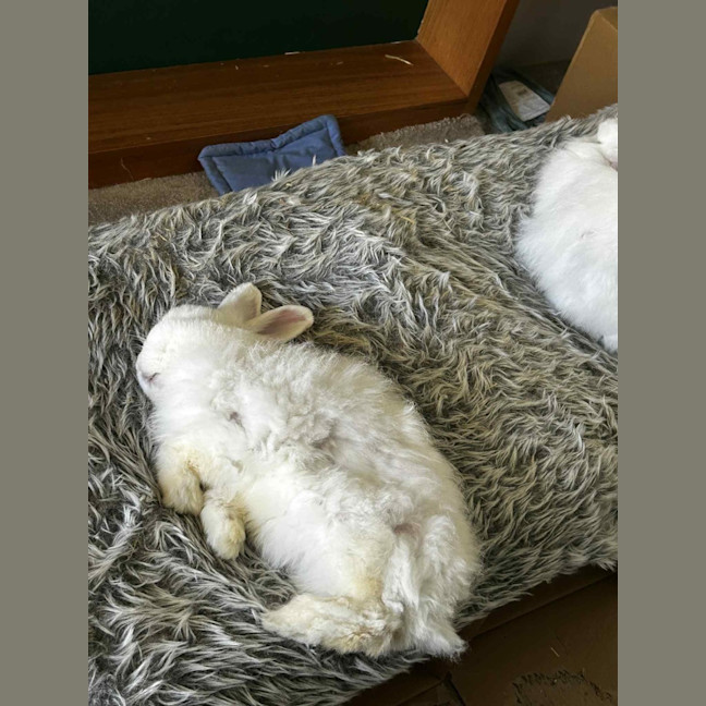 Photo of Boogie (W Tim Tam)