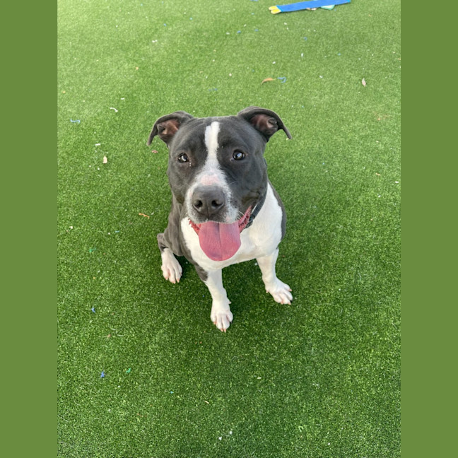 Photo of Cookie Imp 1421