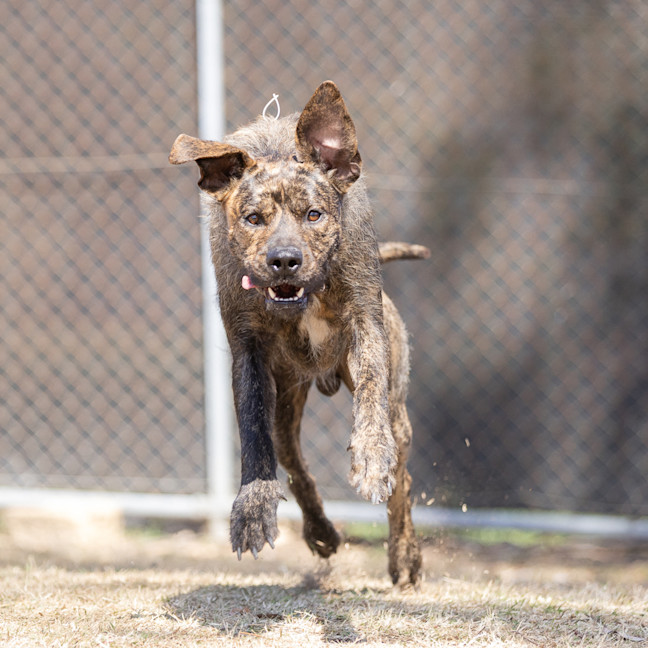 Photo of Caramel