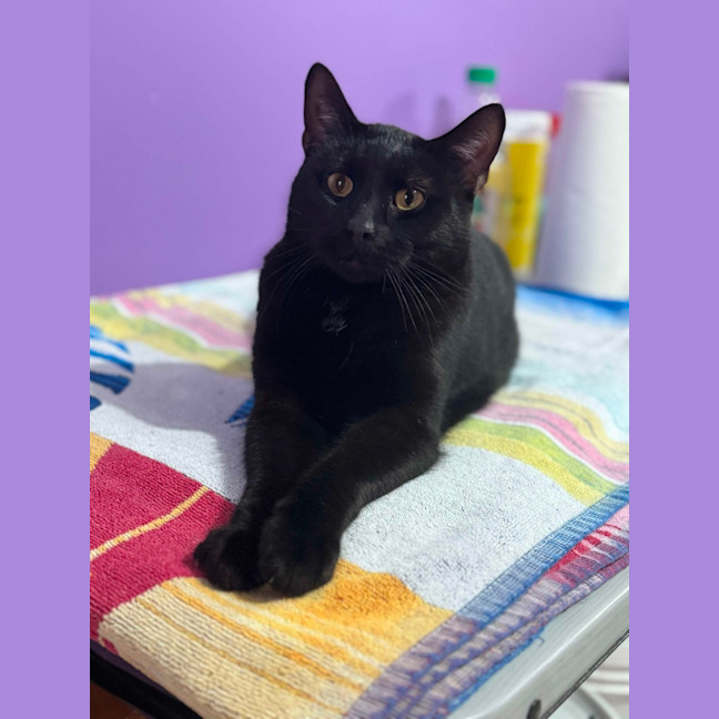 Photo of Smyth & Simmo   2 Year Old Domestic Shorthair