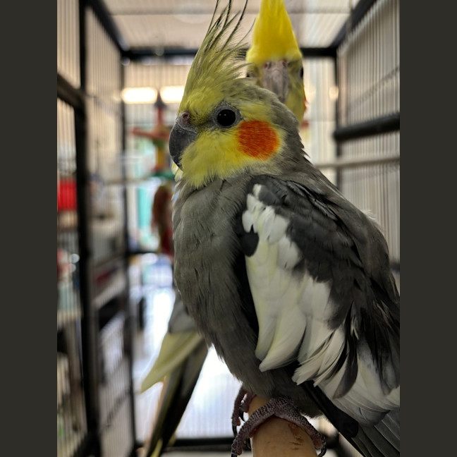 Photo of Cookie