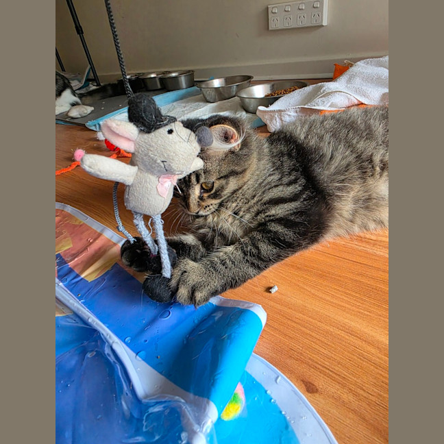 Photo of Tommy Tickle Mouse