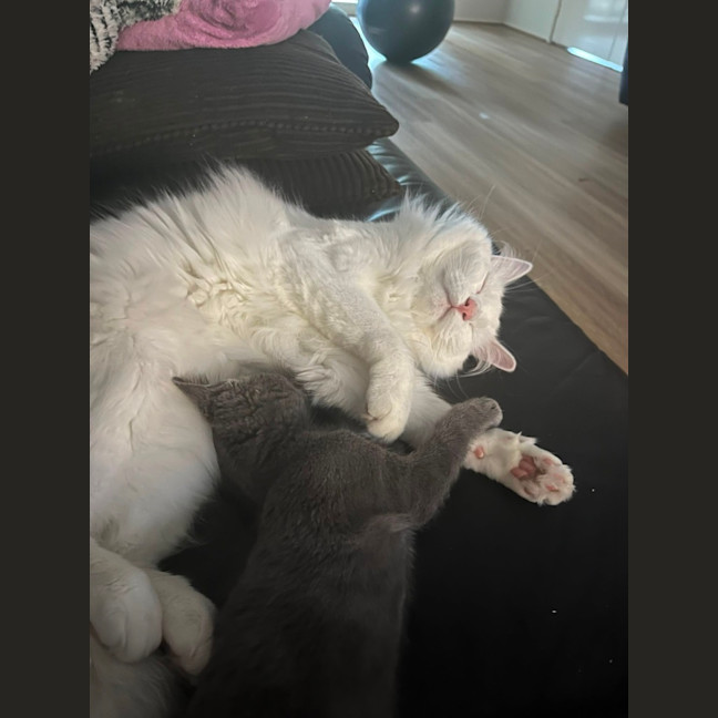 Photo of Zeus