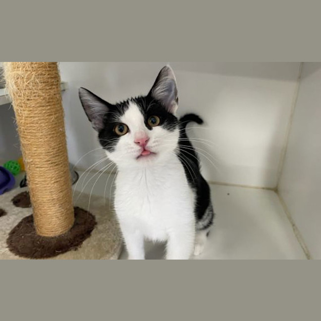 Photo of Pancake