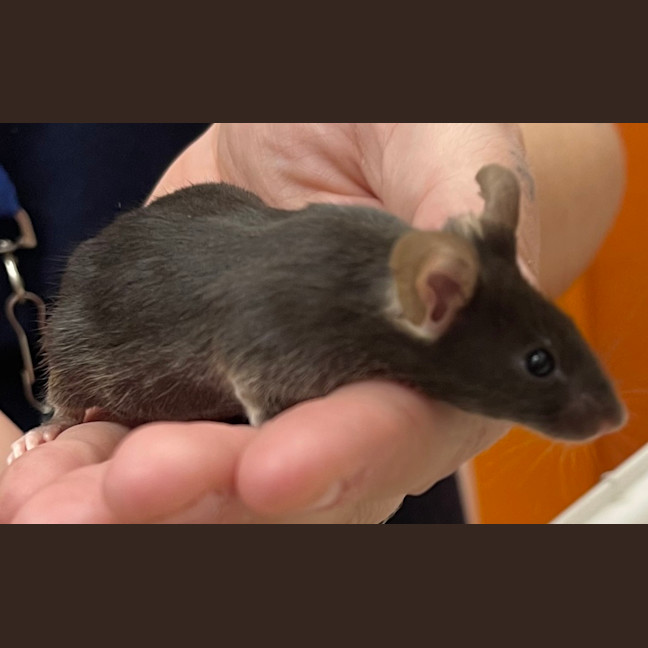 Photo of Queso