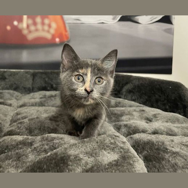 Photo of Taffy