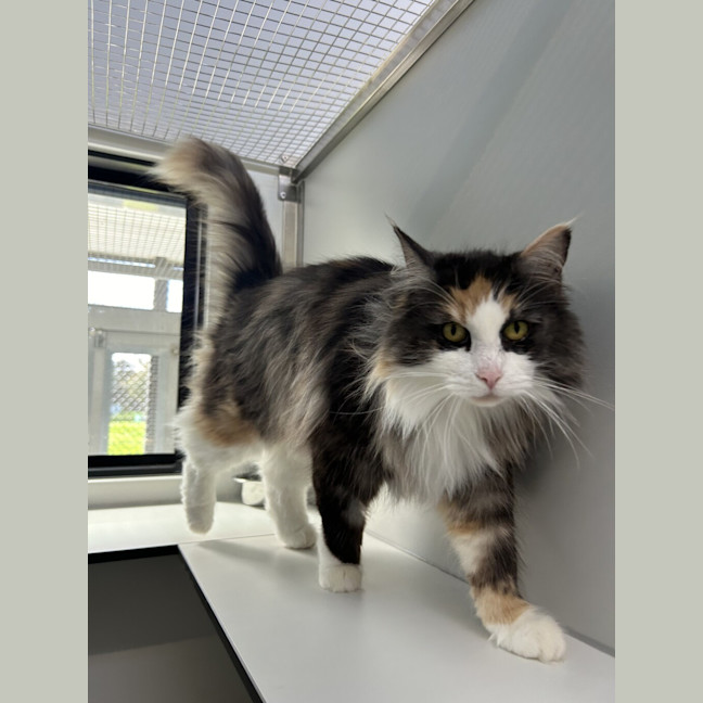 Photo of Artemis