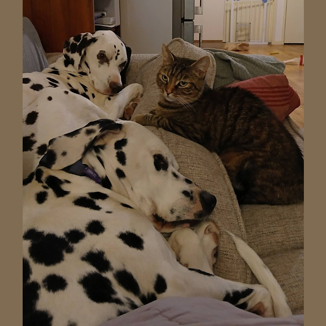Photo of Scoot