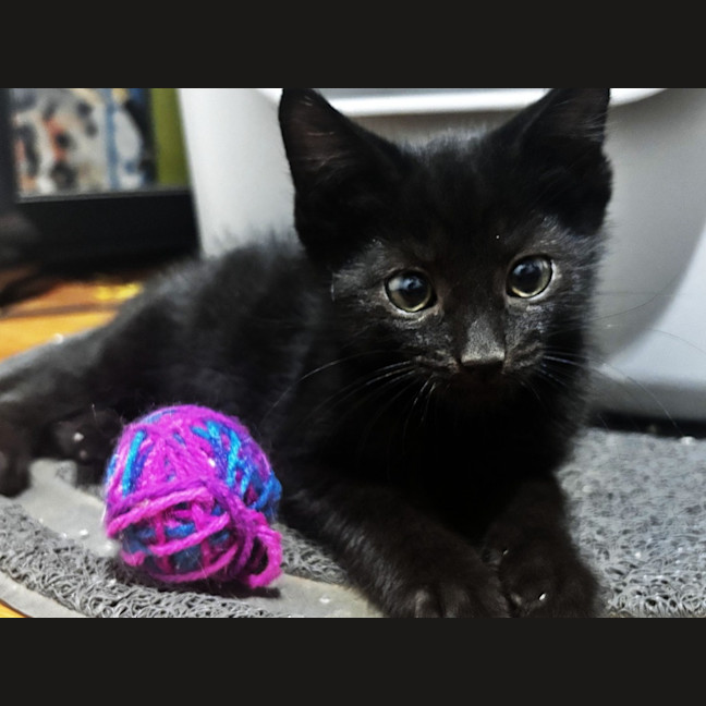 Photo of Blackcurrant