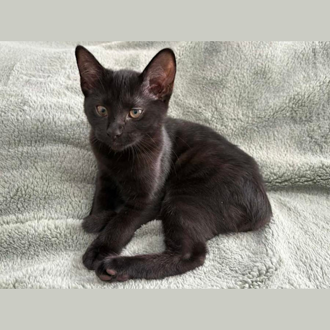 Photo of Puma