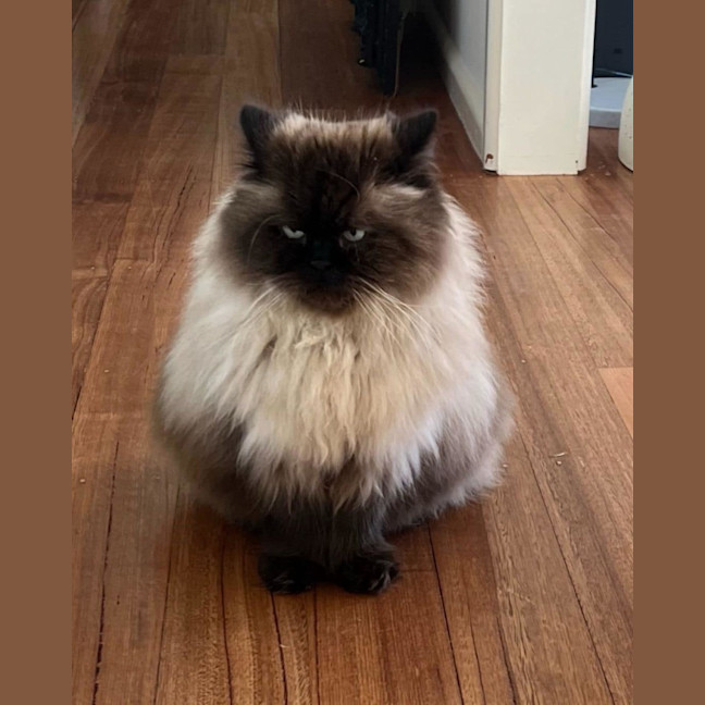 Photo of Dusty