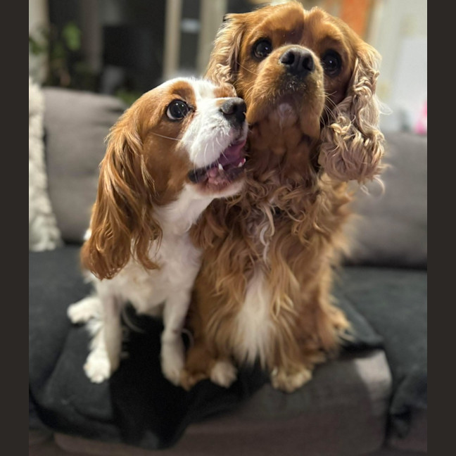 Photo of Toby And Cany Gurl 