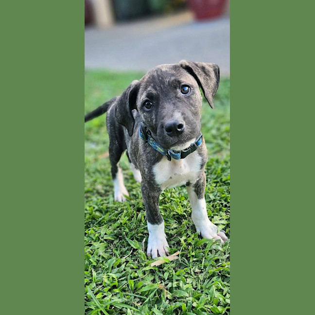 Photo of Jago