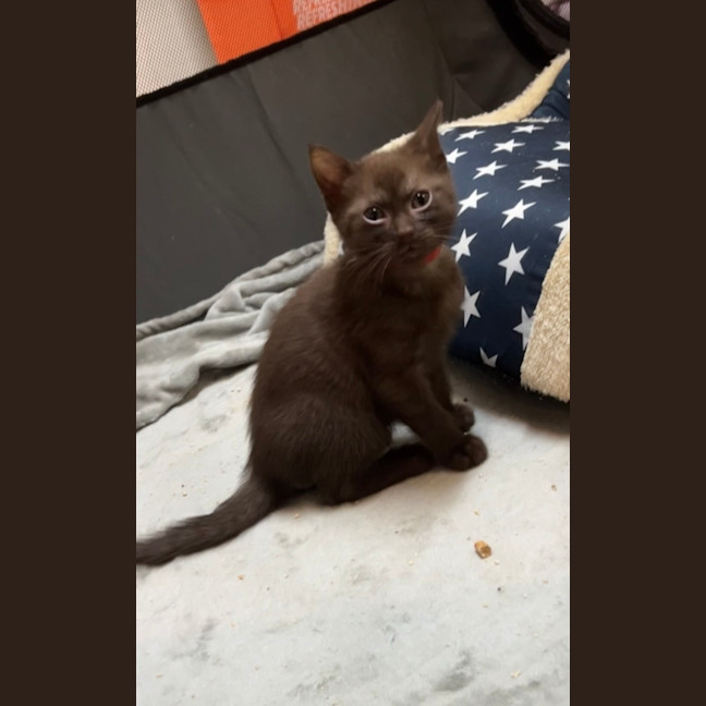 Photo of Teddy