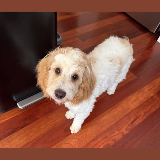 Photo of Teddy Valenti