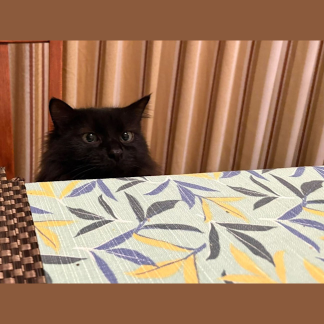 Photo of Shadow   In Foster Care In Richmond