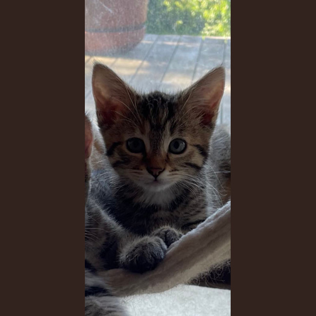 Photo of Mistletoe/Toey Meet Me@Petstock Mornington Nepean 