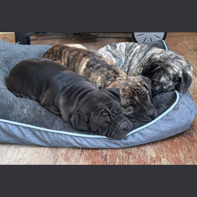 Photo of Banjo