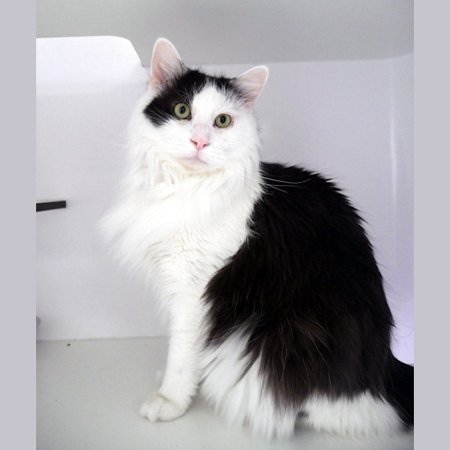 Photo of Oreo Rsua013020