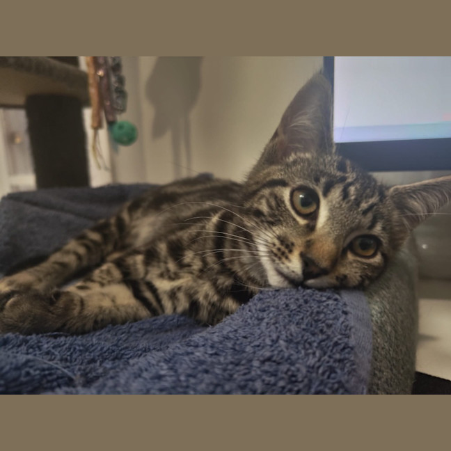 Photo of Oolong