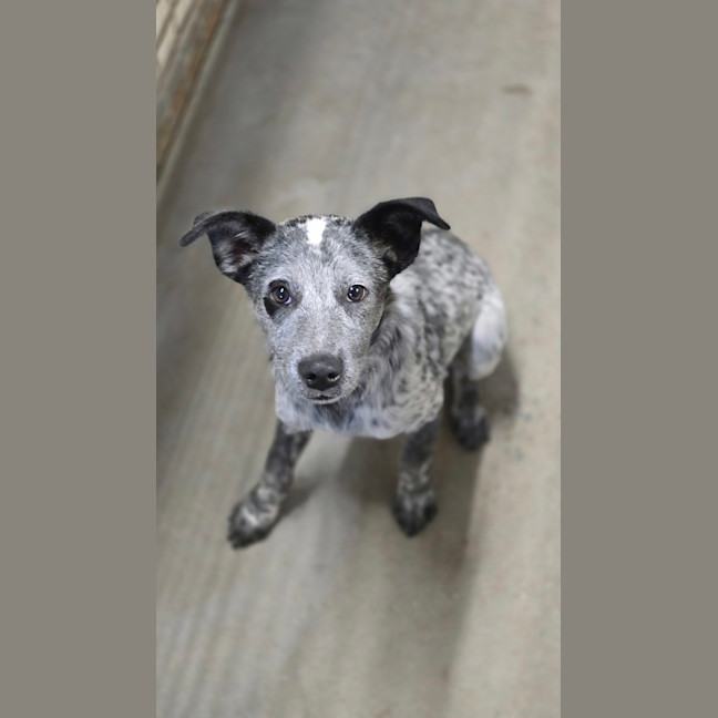 Photo of Banjo