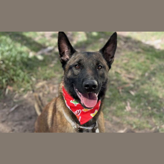 Photo of Remington