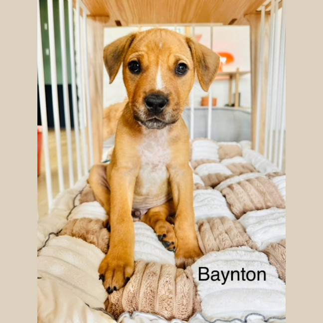 Photo of The Ranges Litter