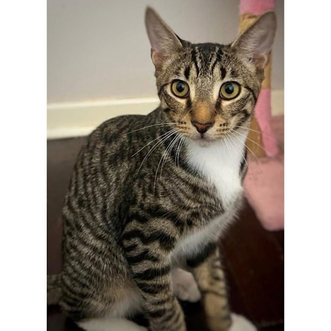 Photo of 11787   Almond