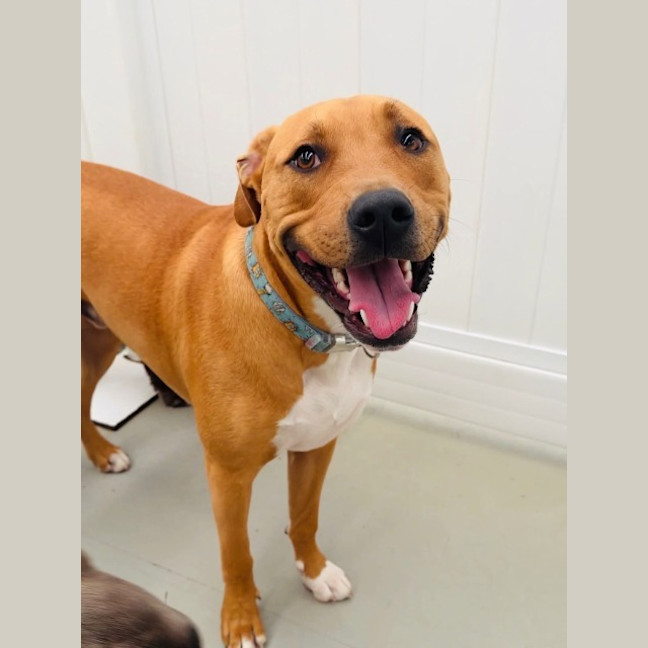 Photo of Rusty