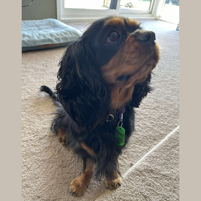 Photo of Lady Baltimore 